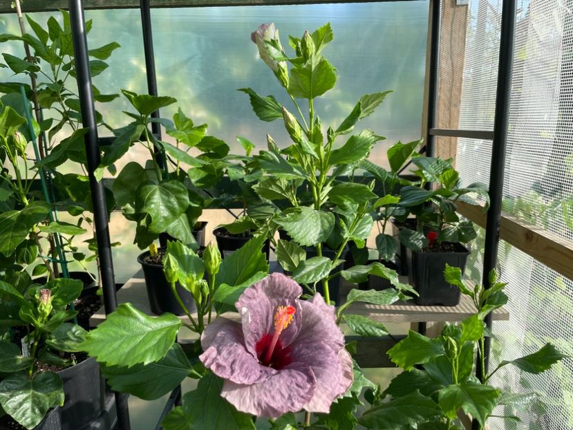  - 0006 - Hibiscusi 2025 - 1