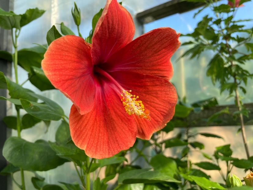  - 0006 - Hibiscusi 2025 - 1