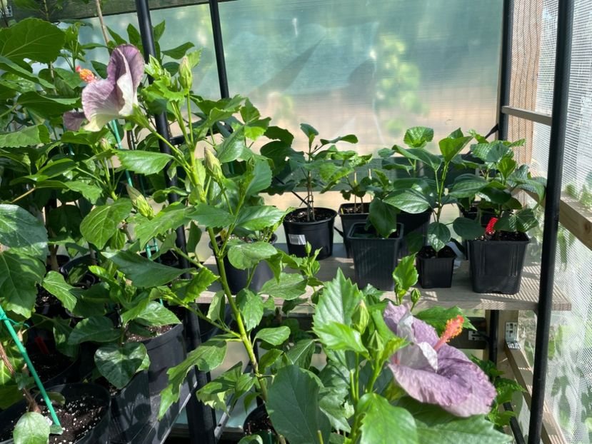  - 0006 - Hibiscusi 2025 - 1