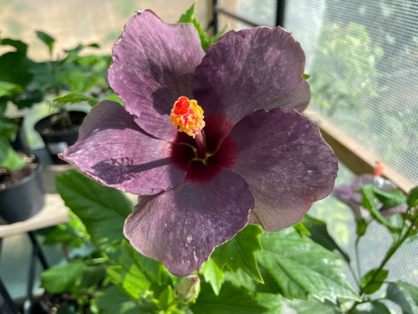  - 0006 - Hibiscusi 2025 - 1