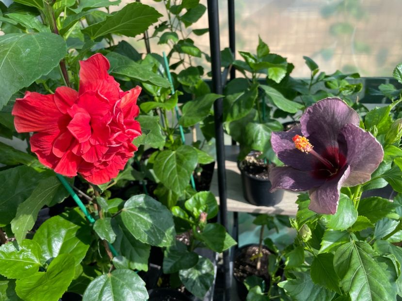 - 0006 - Hibiscusi 2025 - 1
