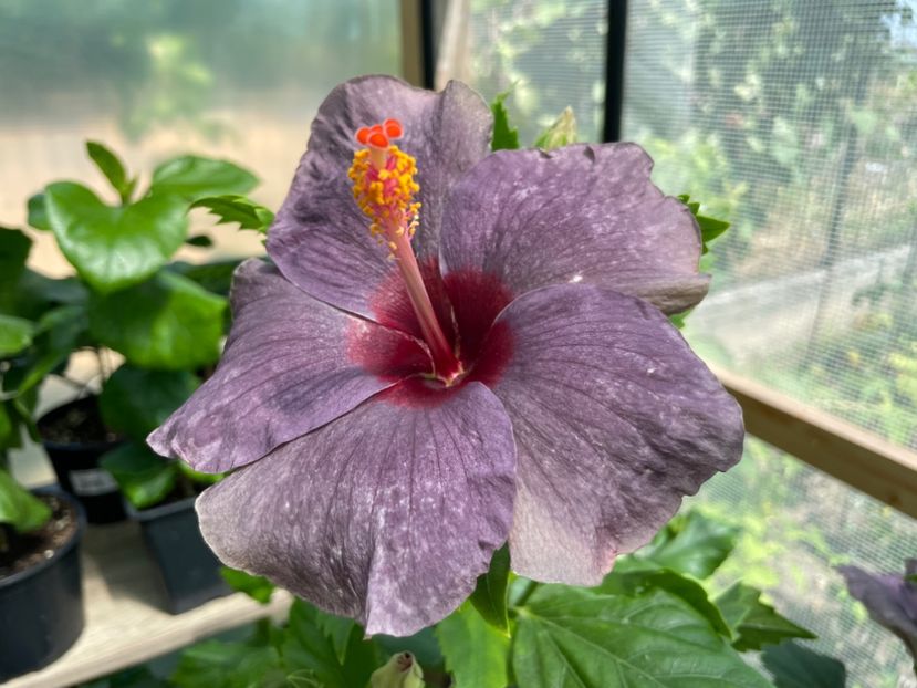  - 0006 - Hibiscusi 2025 - 1