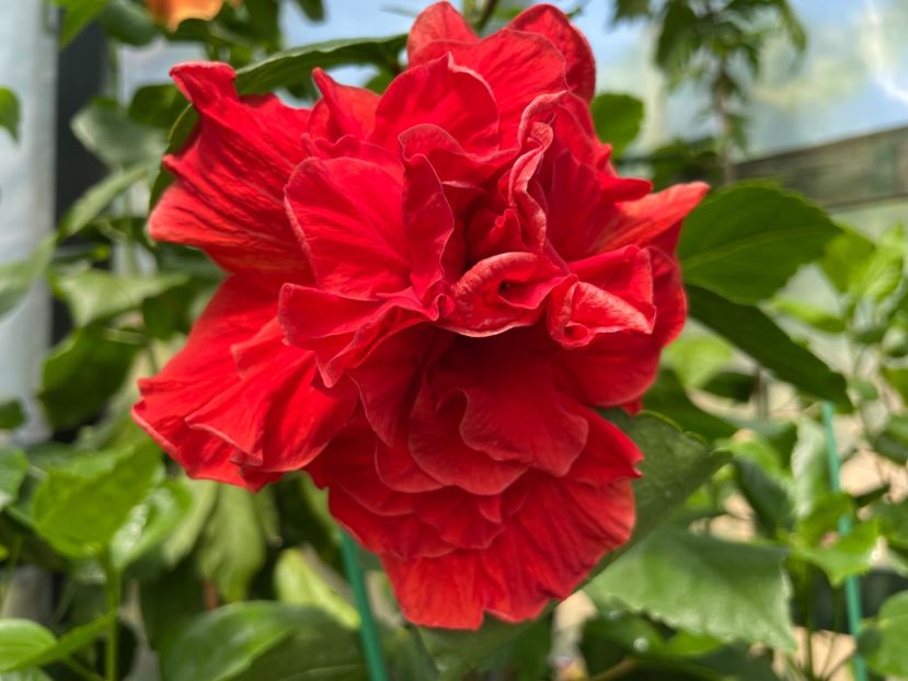  - 0006 - Hibiscusi 2025 - 1