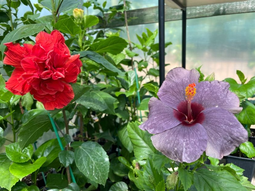  - 0006 - Hibiscusi 2025 - 1