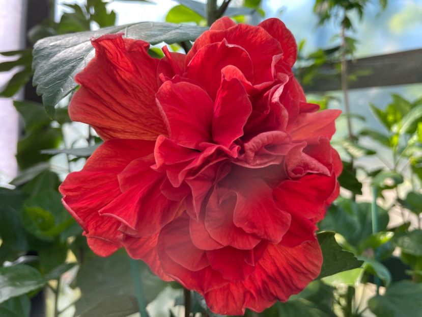  - 0006 - Hibiscusi 2025 - 1