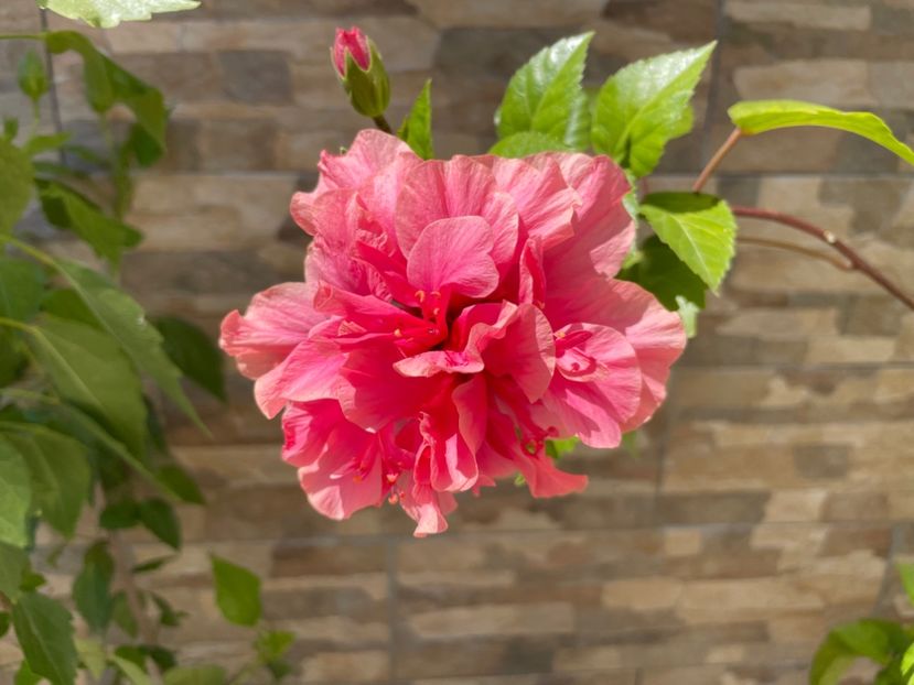  - 0006 - Hibiscusi 2025 - 1