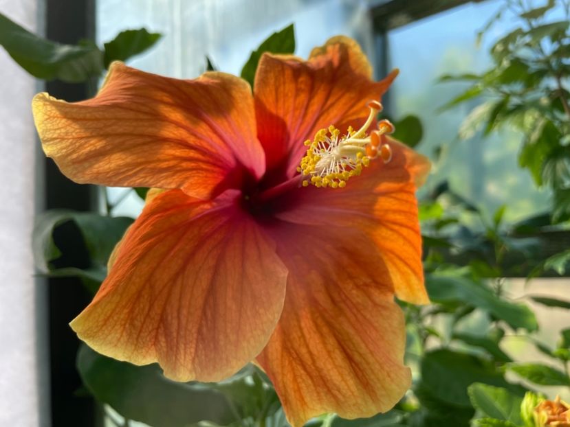  - 0006 - Hibiscusi 2025 - 1