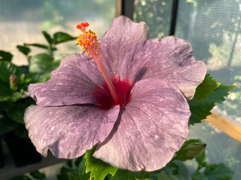  - 0006 - Hibiscusi 2025 - 1