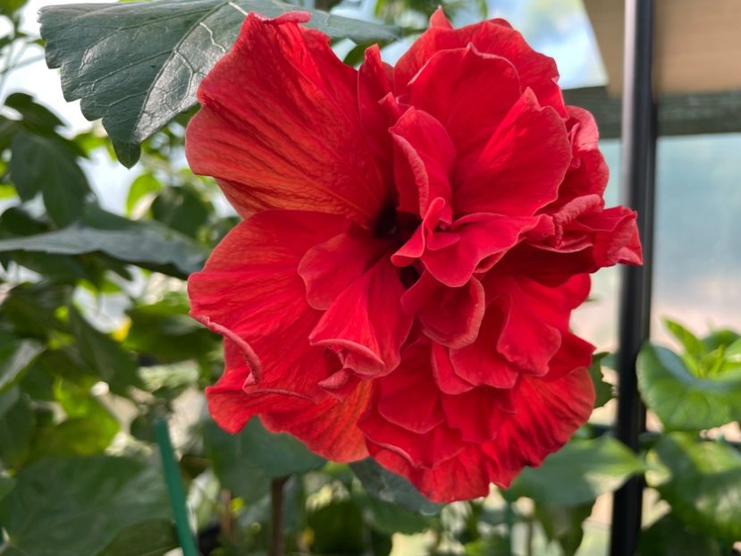  - 0006 - Hibiscusi 2025 - 1