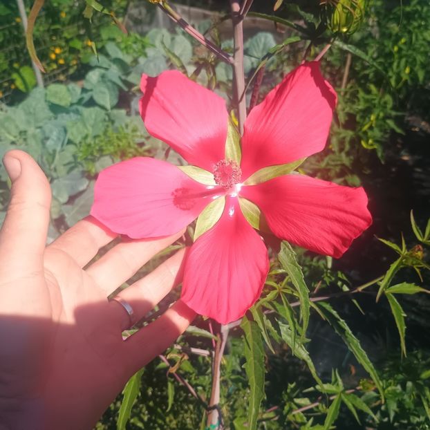  - Gradina flori 2025