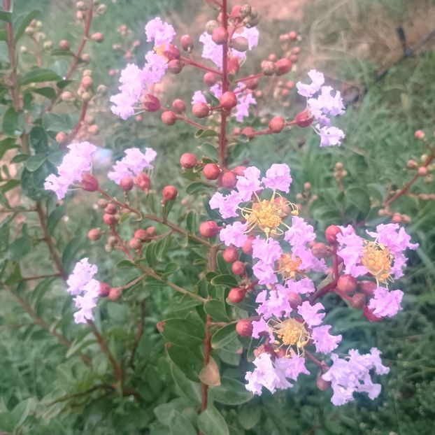  - arbori ornamentali 2025