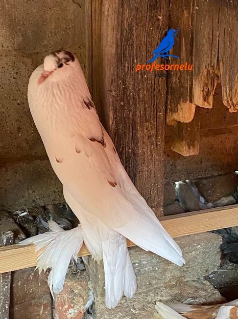 vândută Liviu(TM) - Porumbei VÂNDUȚI