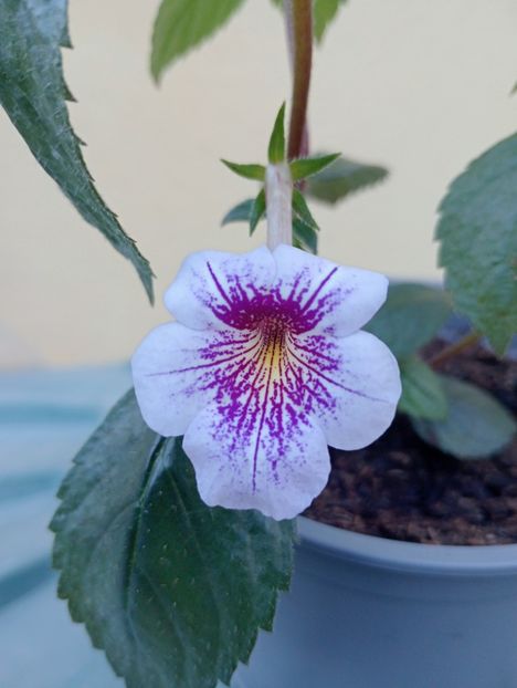 2025 - Ambroise Verschaffelt