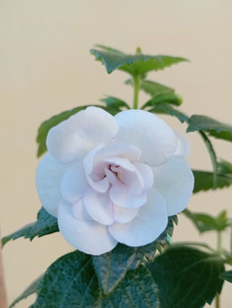  - Double Picotee Rose