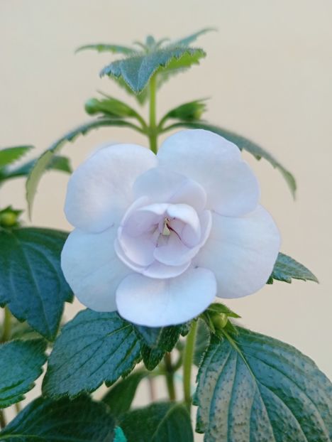  - Double Picotee Rose