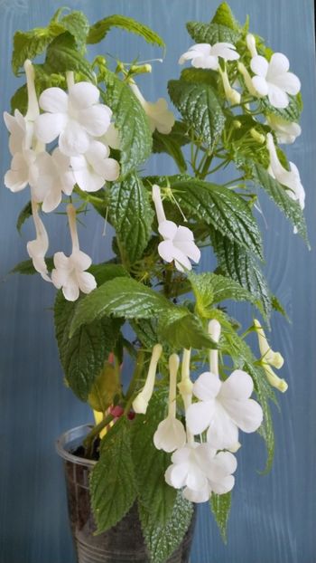  - 2025-GRANDIFLORA ALBA