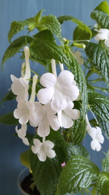  - 2025-GRANDIFLORA ALBA