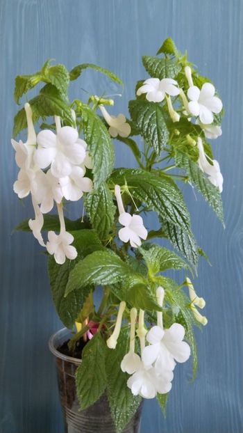  - 2025-GRANDIFLORA ALBA