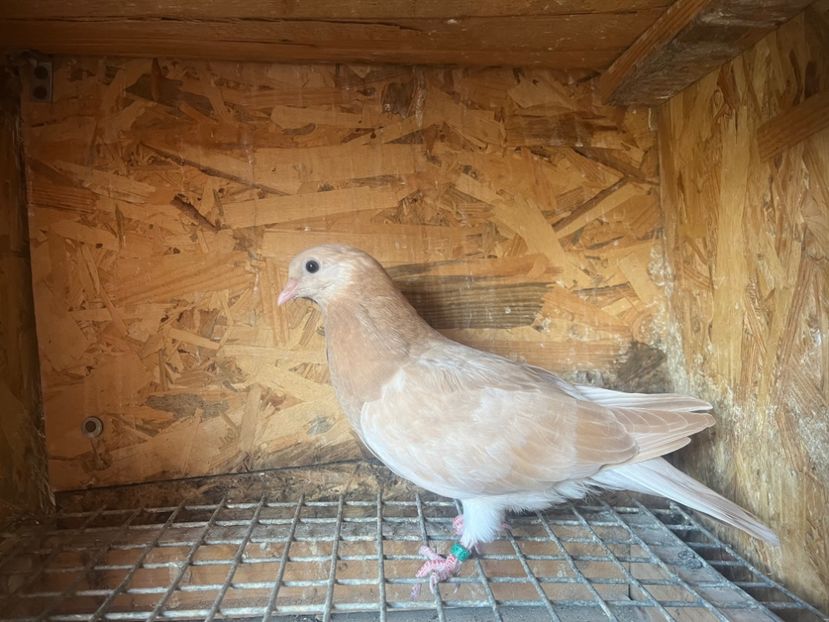 3252/19 - 8-lot zbor 2025