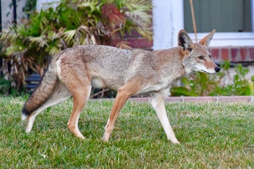 Sun Photo A00033 7-30-2018 Coyote on neighbors lawn Orange County CA low resolution - petrecere petreceri fire hot and ice cold