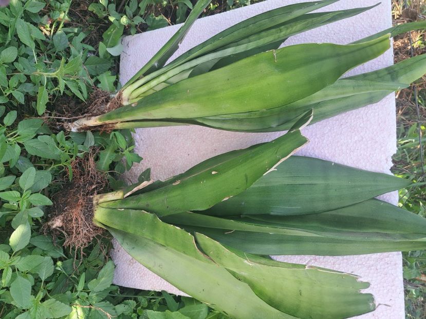  - Cautam căsuța noua