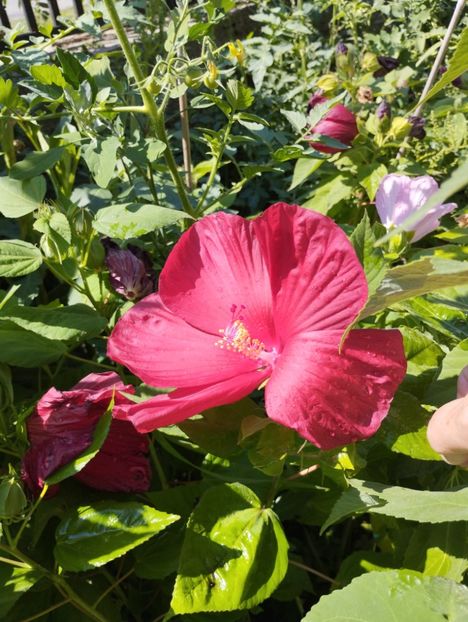  - Hibiscusi mouschetos 2025