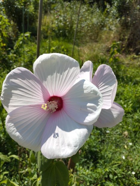  - Hibiscusi mouschetos 2025