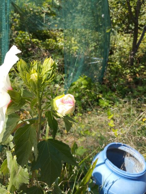  - Hibiscusi mouschetos 2025