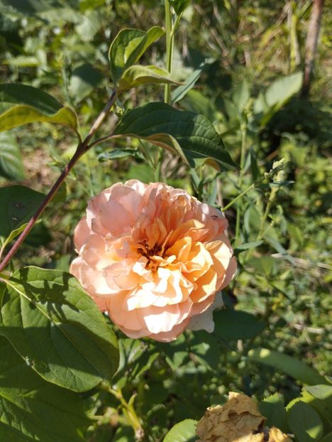  - Trandafiri 2025 ll