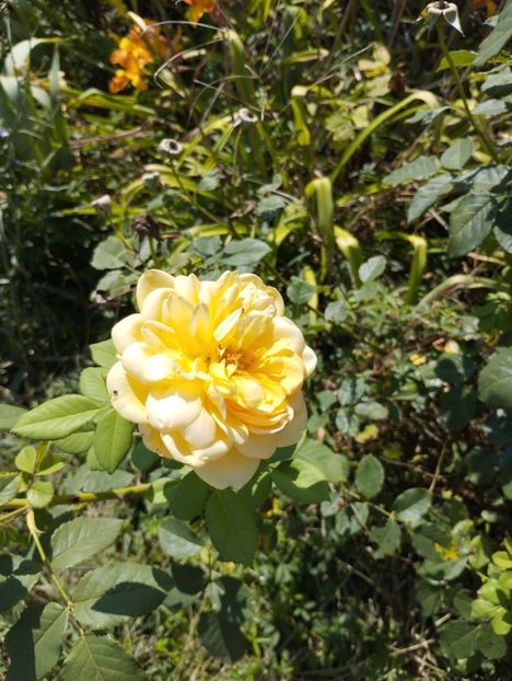  - Trandafiri 2025 ll