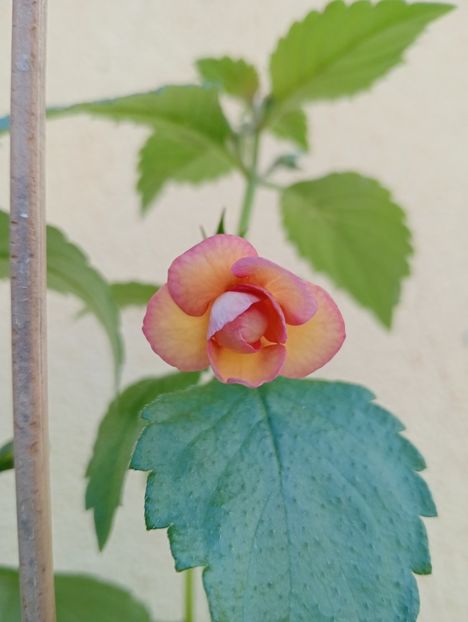 2025 - Peach Orchard