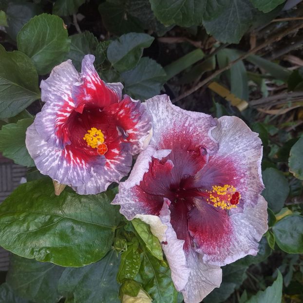 03.08.2025 - HIBISCUSI 2025-3