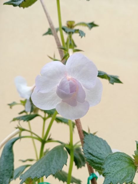  - Lavender Bliss