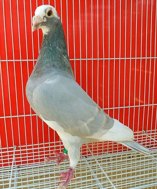  - Nu îmi aparțin 10