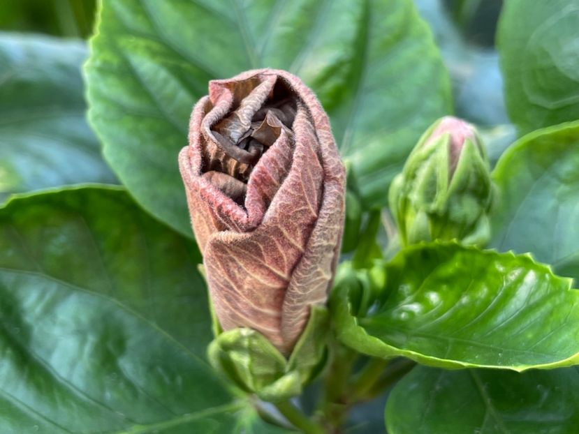  - Teng s black phantom