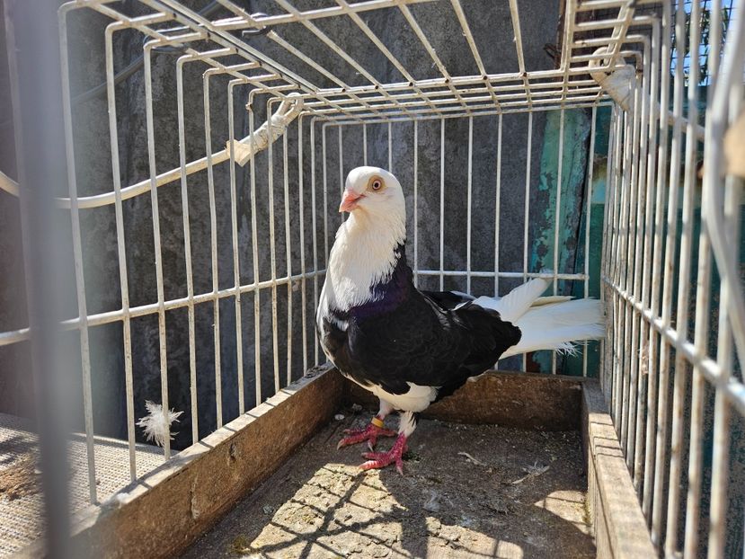  - 1957 Lucian Constantin