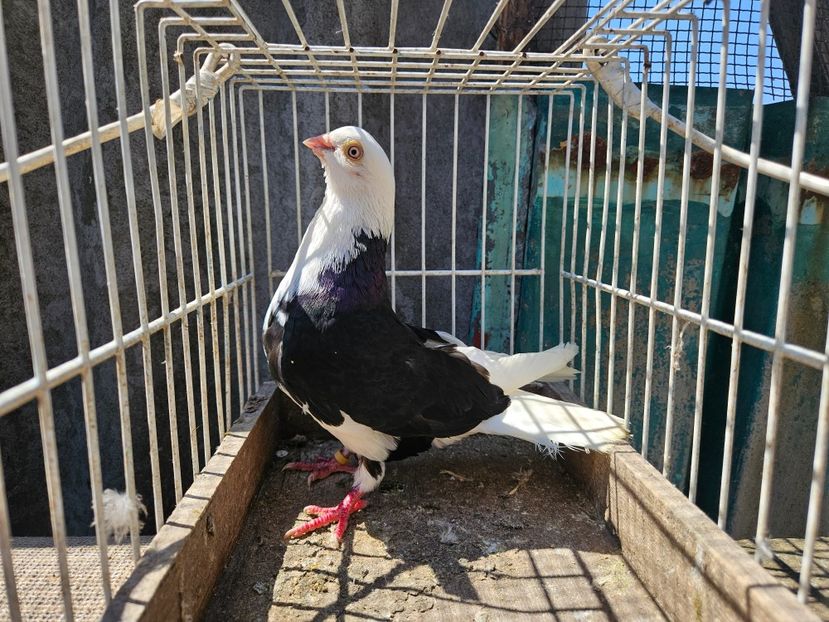  - 1957 Lucian Constantin