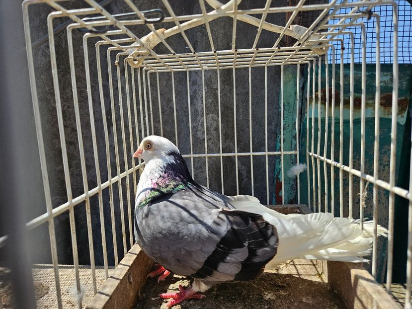  - 1957 Lucian Constantin