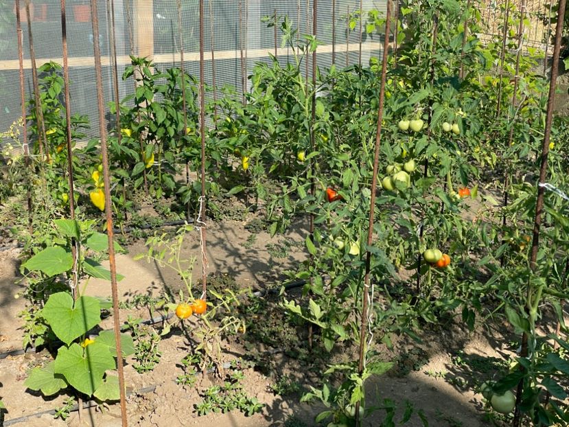  - 0005 - Gradina de legume 2023-2024-2025