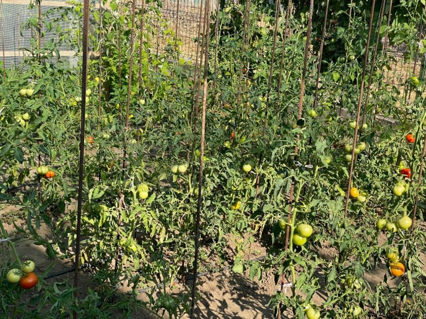  - 0005 - Gradina de legume 2023-2024-2025