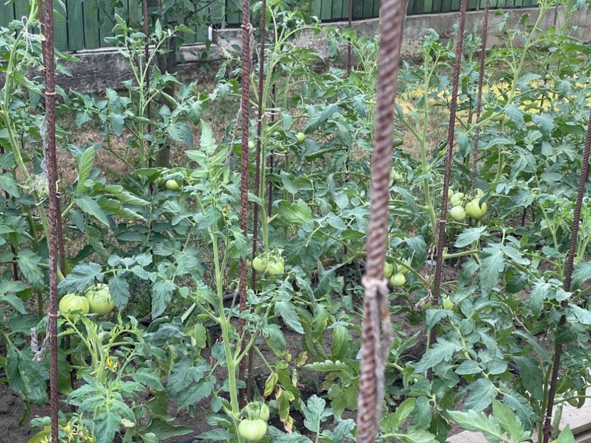  - 0005 - Gradina de legume 2023-2024-2025