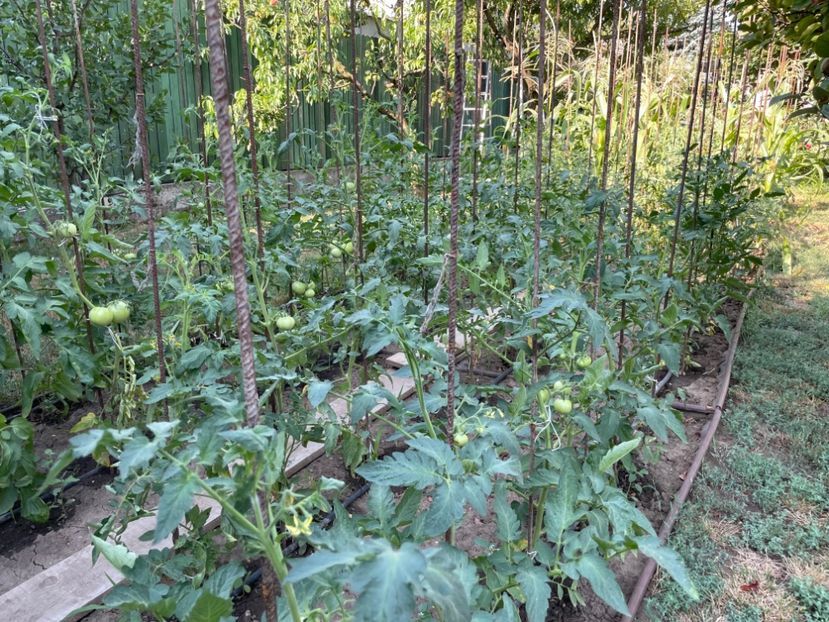  - 0005 - Gradina de legume 2023-2024-2025