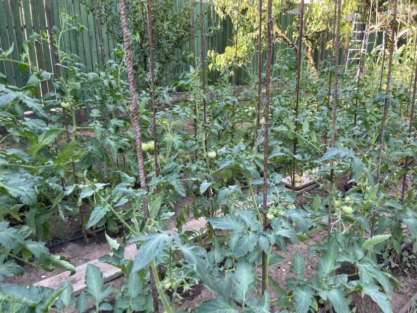  - 0005 - Gradina de legume 2023-2024-2025