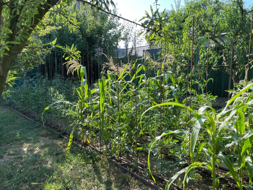  - 0005 - Gradina de legume 2023-2024-2025