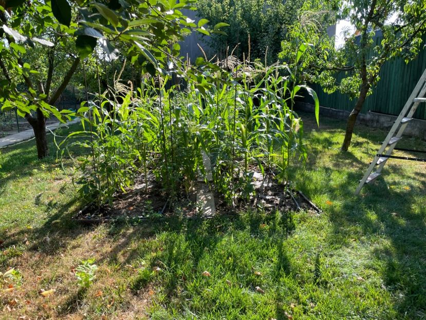  - 0005 - Gradina de legume 2023-2024-2025