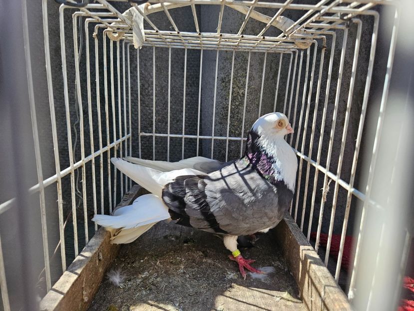  - 1957 Lucian Constantin