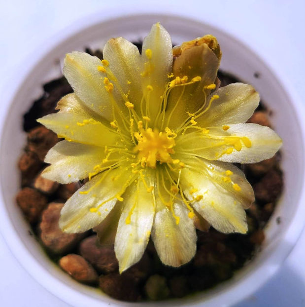 Copiapoa humilis - Copiapoa humilis