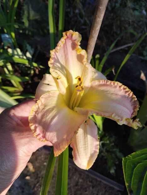  - Hemerocalisi 2025 vol2