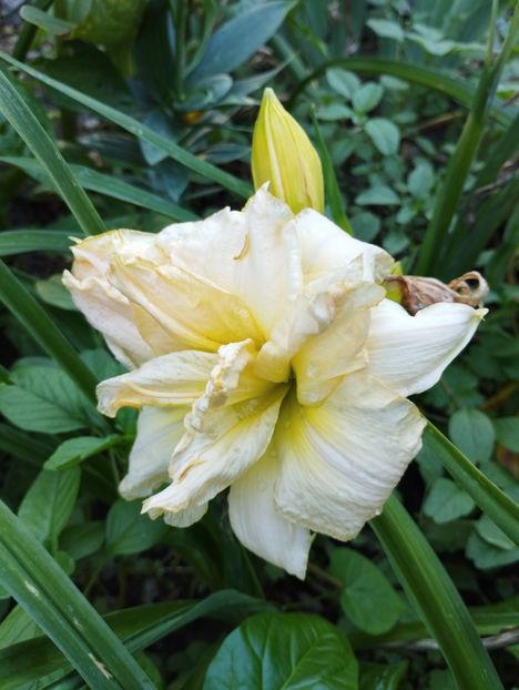  - Hemerocalisi 2025 vol2