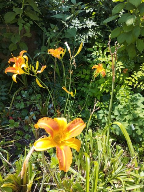  - Hemerocalisi 2025 vol2